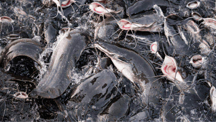Lagos Pays N16M Compensation To Families For Land Acquired For Aquaculture Project
