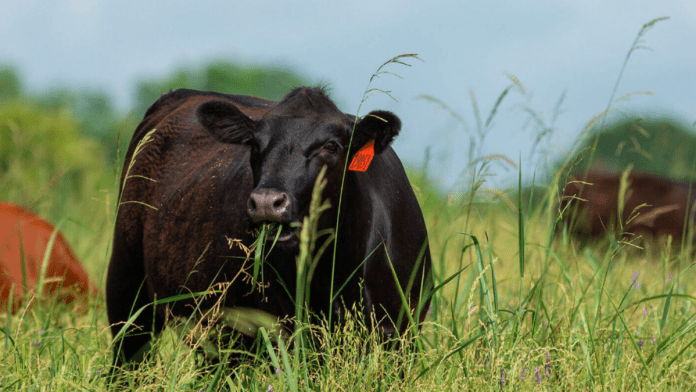 Reducing dry season effects on forage availability for livestock