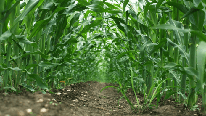 Lagos Education Board Aim To Revive Agricultural Practices In Schools