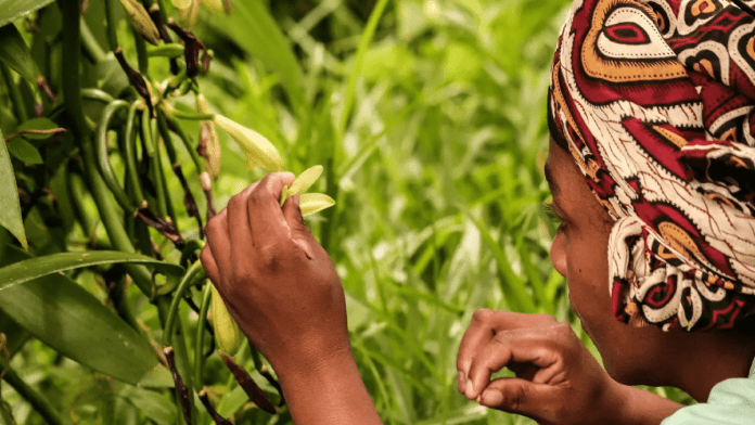 USAID Mobilises $244m In Agricultural Investments In Nigeria