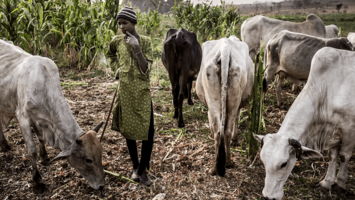 Yobe State Governor Warns Against Tresspassing Herders, Encourages Irrigation Farming
