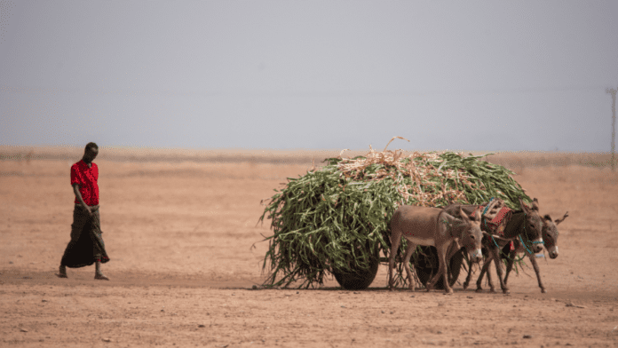 US, Norway Launch $70M Fund To Help African Agricultural Businesses