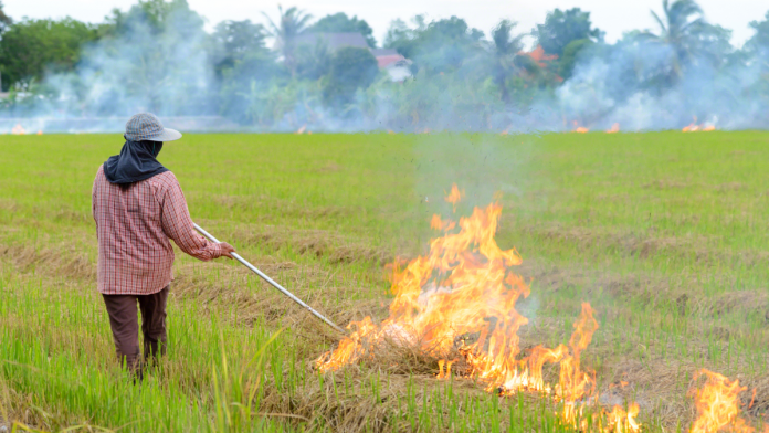 Thailand Urged To Ban Crop Burning To Improve Air Quality