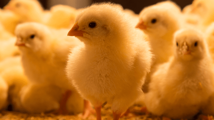 Sokoto State Distributes Farm Inputs To Over 1,000 Farmers
