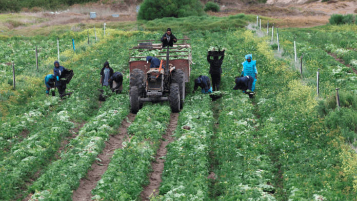 Global Leaders Call For More Investments In Africa's Agriculture