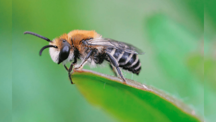 EU-Banned Bee-Killing Pesticides Found In English Rivers