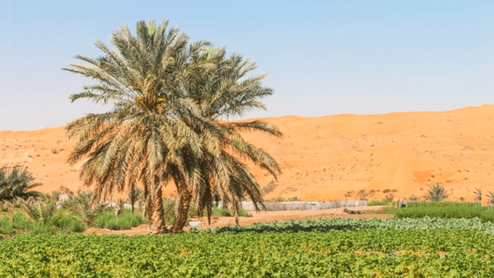 UAE To Boost Agriculture Sector By $10 Billion, Create 20,000 Jobs By 2038