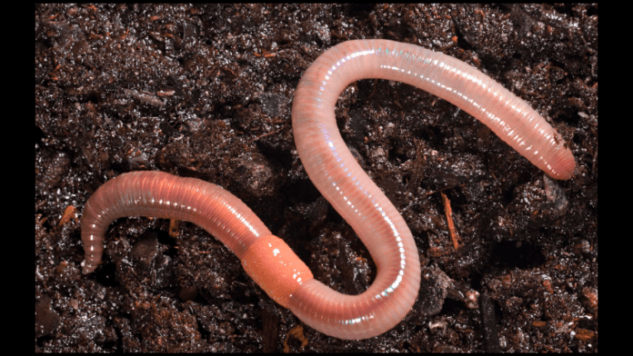 New Research Says Earthworms Contribute 140MMT Food Annually