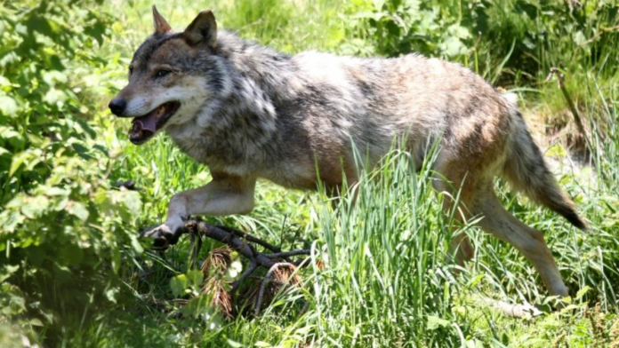 Belgian Farmers Decry Increasing Wolves Population's Danger To Livestock