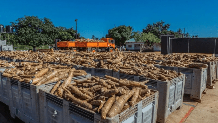 Agricultural Economist Proposes Cassava Farming To Solve Nigeria's Food Insecurity