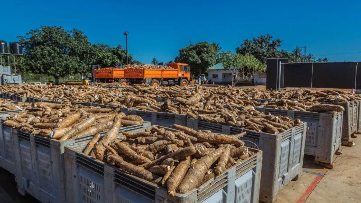 Agricultural Economist Proposes Cassava Farming To Solve Nigeria's Food Insecurity