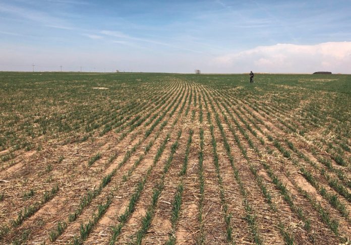 Australia Wheat Production To Decline Further As Hot And Dry Weather Curbs Yields