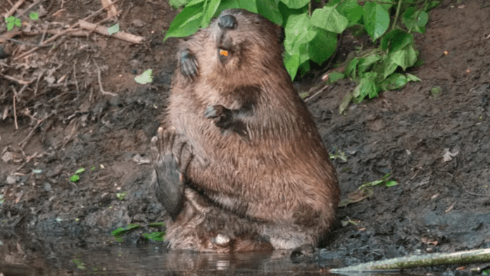 beavers scotland danger agricultural land