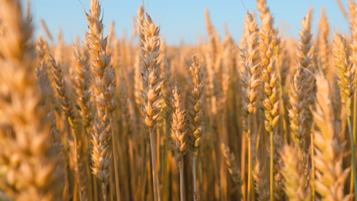 US Wheat Crop In Better Shape Than Expected, USDA Says