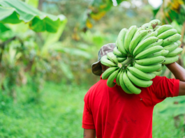 Nigeria Launches Nationwide Dry Season Farming to Boost Food Security