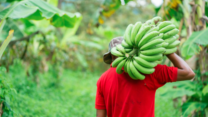 Nigeria Launches Nationwide Dry Season Farming to Boost Food Security