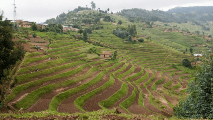 Rwanda To Assign Residents Vacant Arable Land To Boost Food Security