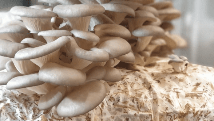 Nigerian University VC Advocates For Mushroom Production To Boost Economy