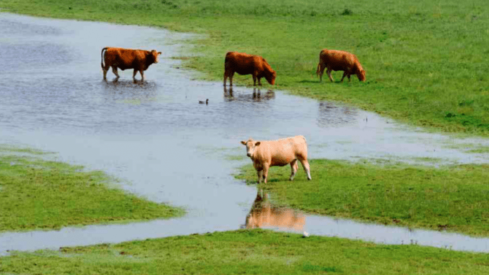 Ireland To Host Agriculture And Climate Change Conference In November