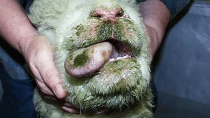 Irish Farmers Urged To Be Vigilant For Bluetongue Virus