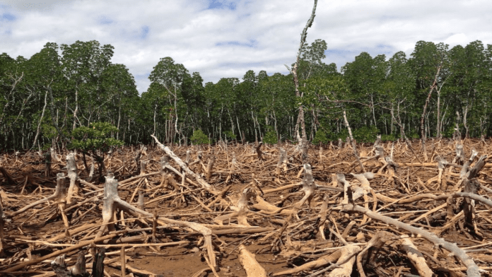 Food Industry Calls For More Time To Implement EU Deforestation Rules