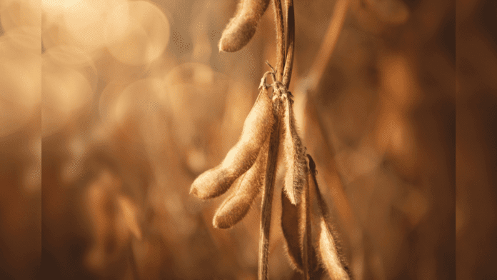 Brazilian Farmers Hold Back Soybean Forward Sales