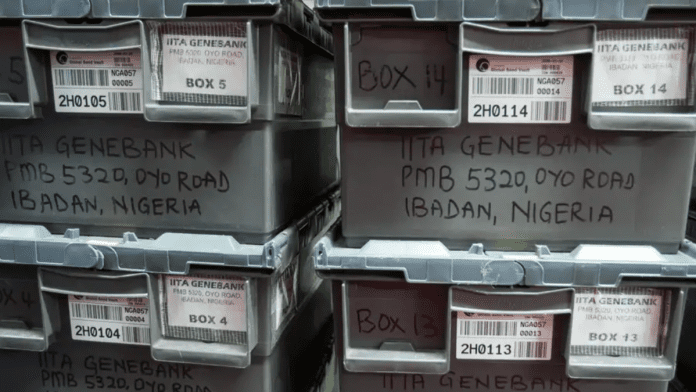 Norway's Seed Vault Receives Nigerian, Zambian Seeds