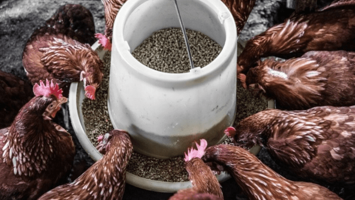 High production costs steer Lagos poultry farmer to other livestock ventures