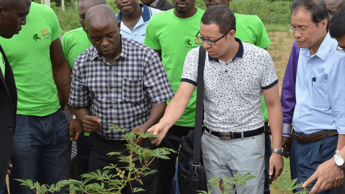 China And Africa Expand Cooperation On Cassava Production