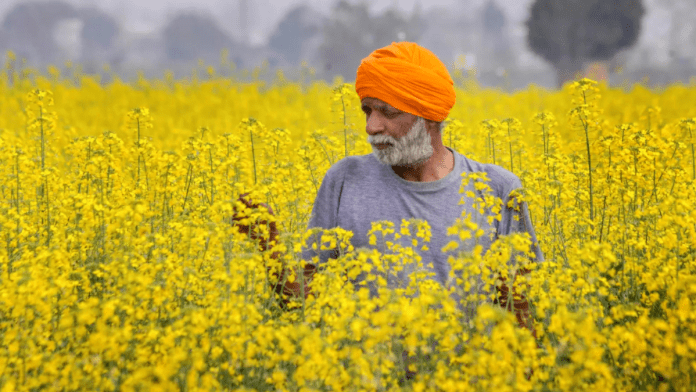 Indian Mustard Farmers Face Crisis Amid Rising Edible Oil Imports