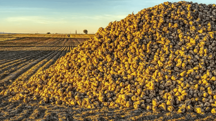 British Sugar And NFU To Resume Talks On Beet Contracts