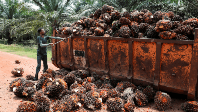 Malaysia, Indonesia Seek Allies To Counter EU Deforestation Regulation