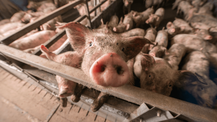 Animal Protection Charity Says Restricting Factory Farming Is Crucial To Mitigate Climate Change