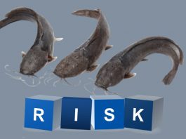 Before You Start A Catfish Farm In Nigeria, Have You Considered These 6 Risks?