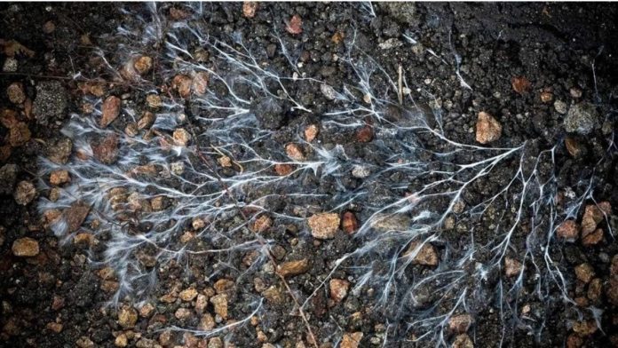 Swiss Study Finds Fungi That Holds Promise For Sustainable Farming