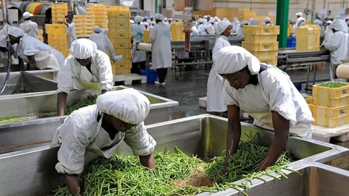 Nigeria Loses 60% Of Agricultural Produce Due Poor Storage, Processing - IRC Boss