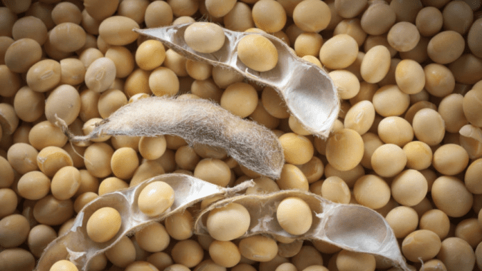 Kano's Soybean Boom: Export Frenzy Sparks Food Security Fears