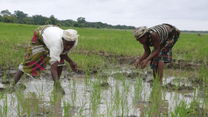 Nigerian Agriculture Experts Call For Effective Policy Implementation, Modernisation