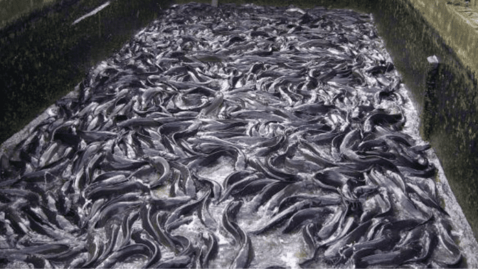 Top 5 Variable Costs Impacting Your Catfish Business Profitability