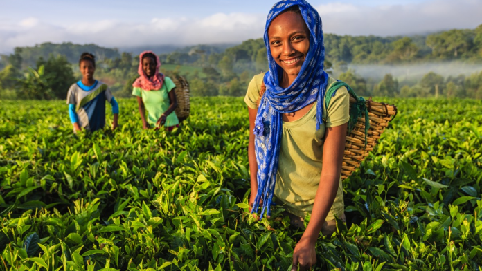 IITA Empowers 1,918 Nigerian Youths With Agribusiness Skills, Application For 10,000 Beneficiaries Open Soon
