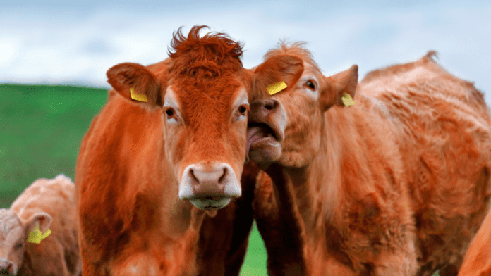Bluetongue Outbreak: Government Expands Control Zone In Kent