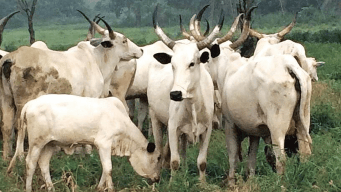 30,000 Livestock Farmers In Kogi State To Benefit From $500m World Bank Fund