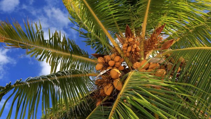 Nigeria Aims To Boost Coconut Production By 125% By 2025