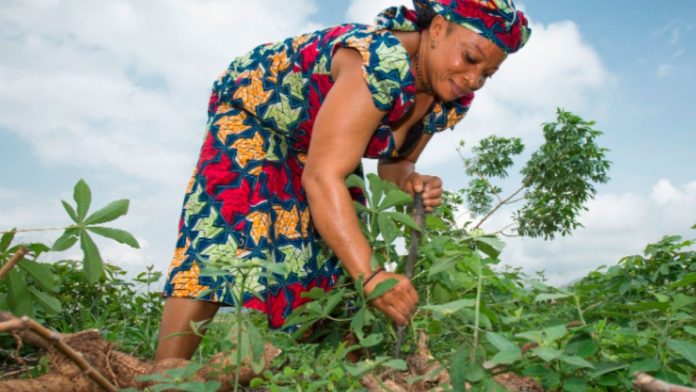 Agroeknor Empowers Nigerian Female Farmers With Tech, Tools