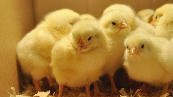 Nigerian Poultry Farmers Grapple With $3b Annual Loss From Counterfeit Inputs