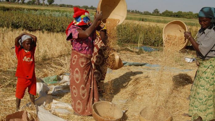 Bauchi Farmers Receive Boost For Dry Season Wheat Farming
