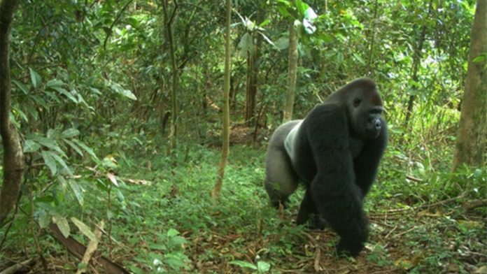Cross River National Park Communities Receive Inputs For Sustainable Farming