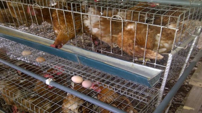 Over 50% Of Nigeria's Poultry Farms Shut Down In 2023
