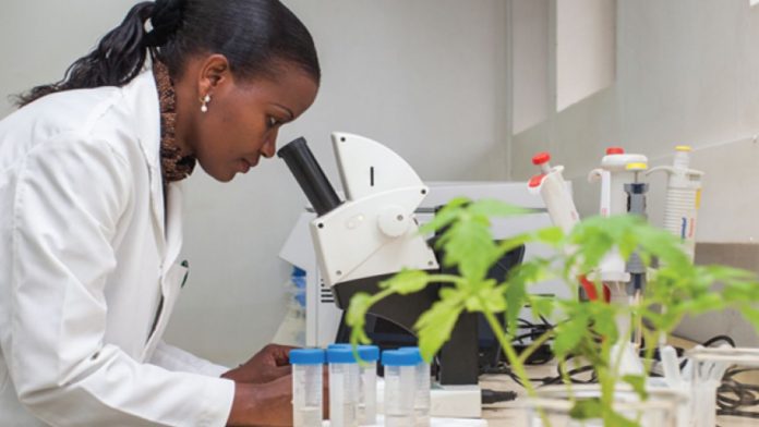 FG Pushes For Biotech Adoption, But Nigerian Farmers Have Reasons To Be Sceptical