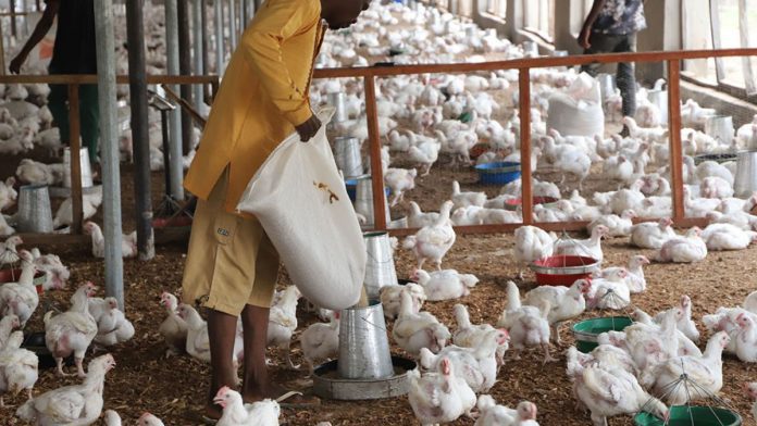Poultry Industry In Peril As Feed Prices Soar, Nigerian Farmers Sound Alarm